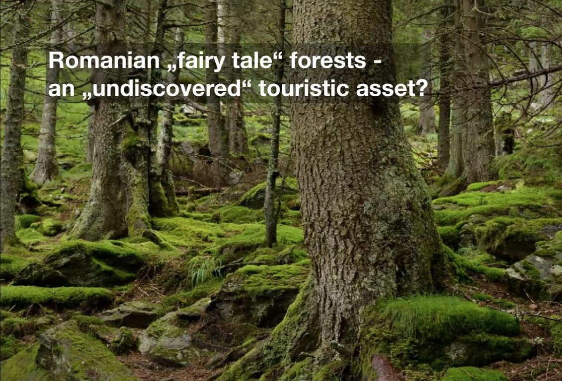 Romania – protect the last primeval forests