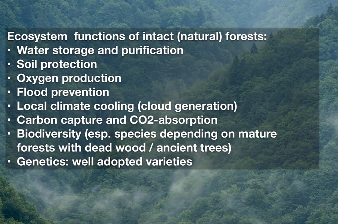 Romania – protect the last primeval forests