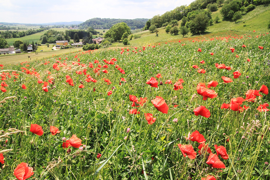 Landschaft