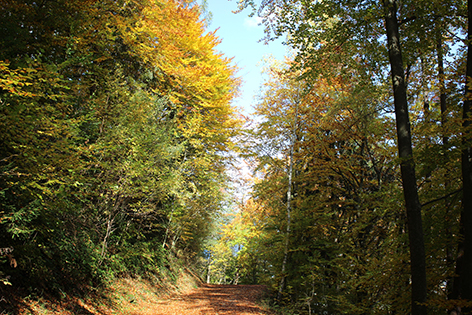 Wald / Wohlfühlweg