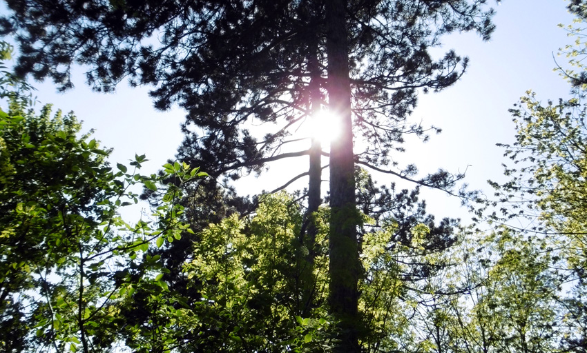 Baum und Sonne