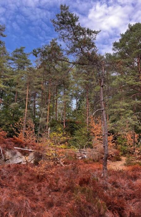 The 500-Arpent Forest in the Yvelines (Île-de-France) / (C) Stephanie Duvault-Alexandre