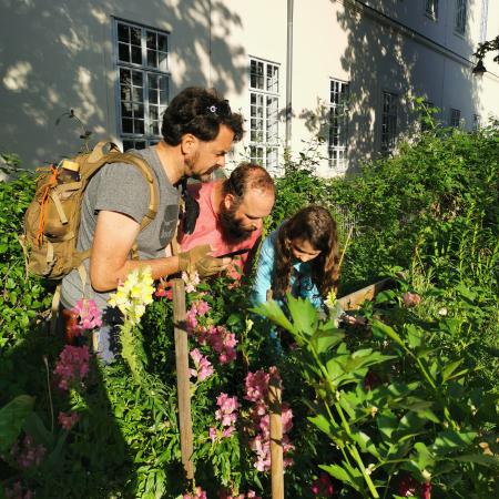 Pflanzenbestimmung im Garten (c) NFI