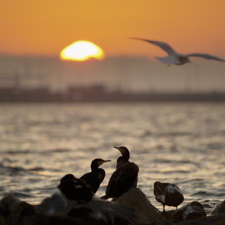 © Helmut Bayrhammer: Eckernförde an der Ostsee; wir besuchten heuer drei Orte an der Ostsee mit Bahn und Bus; das Foto entstand am ersten Morgen der Reise.