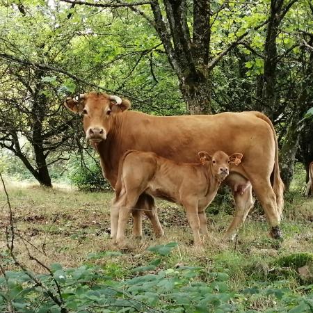 © Liliane Fiederer: Elsass, Anhöhe von Colroy la Roche; bei meiner Wanderung haben mich dieser Anblick und die Ruhe gefesselt.