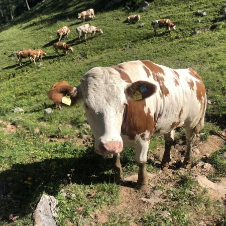 © Konstantina Hornek: Warscheneck; meeting gentle giants at the summit.