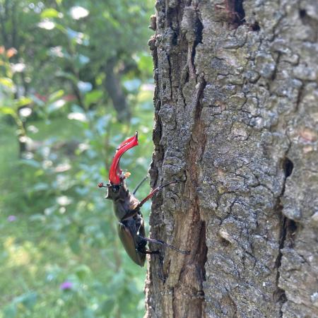 © Reinhold Prandl: Geschriebenstein Nature Park; discovering the beauty and diversity of nature on a hike. 